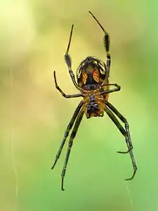 Leucauge fastigata