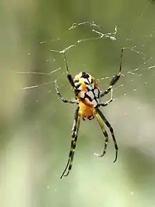 Leucauge fastigata