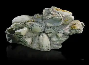 Groupe de coquillages en silice (opale).