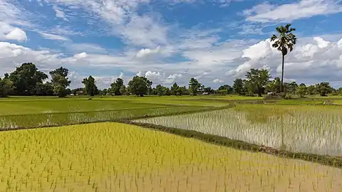 Rizières vertes de Don Det dans le Si Phan Don, avec deux différentes couleurs de parcelles de champ (une opaque et une miroir), avec un arbre se réfléchissant dans l'eau, sous un ciel nuageux en juillet 2018 pendant la mousson. Juillet 2018.