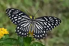 Un Papilio clytia posé sur une fleur en train de butiner.