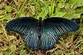 Papilio memnon ♂, Inde