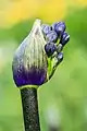 Agapanthus 'senna'.