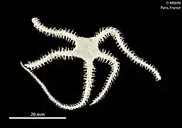 Ophiacantha antarctica (MNHN)