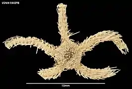Ophiacantha densispina (USNM)