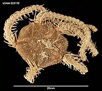 Ophiacantha frigida (USNM)