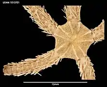 Ophiacantha otagoensis (USNM)