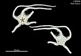 Ophiacantha pacifica (MNHN)