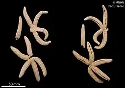 Ophidiaster chinensis (MNHN)