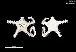 Ophiochondrus stelliger (MNHN).