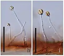 Phialides d'Ophiocordyceps sporangifera.