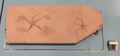 Fossile de Ophioderma egertoni (Jurassique inférieur)