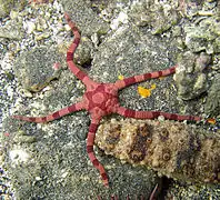 Ophiolepis superba, une Ophiolepididae.