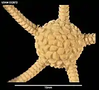 Ophiomages cristatus (USNM).