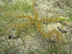 Ophiomastix venosa à Mayotte.