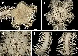 Ophiomastix wendtii (détails).