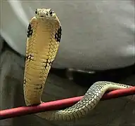 Ophiophagus hannah le cobra royal