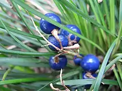 Grappes de graines rondes, bleues