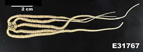 Ophiopsila riisei.