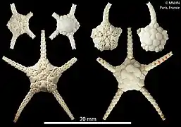 Ophiopyrgus trispinosus (MNHN)