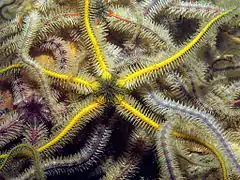 Agrégation d'Ophiothrix fragilis de différentes couleurs en Afrique du Sud.