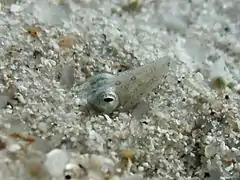 Tapi dans le sable