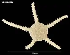 Ophiura crassa (USNM)