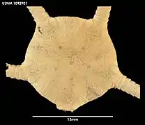 Ophiura mimaria (USNM)