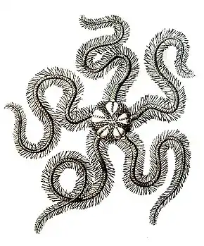 Description de l'image OphiureHaeckel Ophiothrix fragilis.jpg.