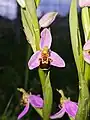 Ophrys Abeille (Ophrys Apifera) l'une des espèces les plus emblématiques et des plus connue de la famille des Ophrys.