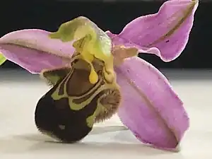 Fleur d’Ophrys apifera.