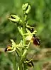 Hampe florale: Ophrys sphegodes subsp. aesculapii