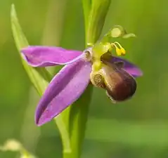 Ophrys apifera var. bicolor.