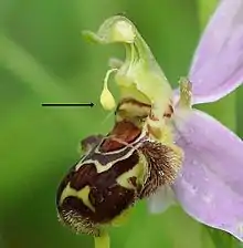 La pollinie (flèche) de Ophrys apifera courbe son long caudicule flexible