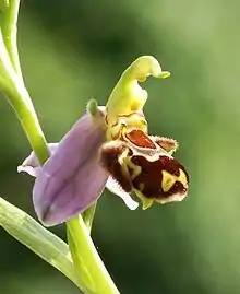 Fleur de l’Ophrys abeille dont le label, ressemblant à l'abdomen d'une abeille femelle leurre le mâle