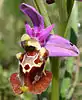 Fleur: Ophrys ×apulica