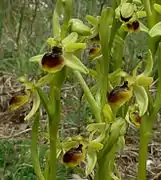 Groupe de fleurs