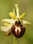 Ophrys litigieux.