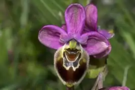 Ophrys argolica.