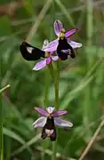 Ophrys de Bertolon