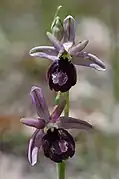 Ophrys de la Drôme.