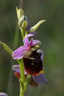 l'Ophrys frelon, une orchidée des pelouses sèches