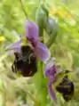 Ophrys bourdon