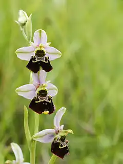 Ophrys bourdon.