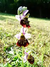 Ophrys fuciflora à Charmes-la-Côte, dans un verger.