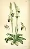 Illustration botanique: Ophrys insectifera