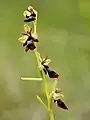 Ophrys insectifera.