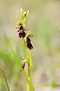 Photographie en couleurs d'une orchidée sauvage dont la fleur ressemble à une mouche.