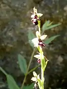 Ophrys mouche(puy de la Colline).