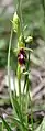 Ophrys mouche (Ophrys insectifera).